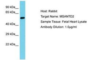 Image no. 1 for anti-Myb/SANT-Like DNA-Binding Domain Containing 2 (MSANTD2) (AA 153-202) antibody (ABIN6750675) (MSANTD2 抗体  (AA 153-202))