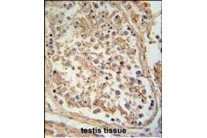 GTPBP2 antibody (C-term) (ABIN654178 and ABIN2844034) immunohistochemistry analysis in formalin fixed and paraffin embedded human testis tissue followed by peroxidase conjugation of the secondary antibody and DAB staining.