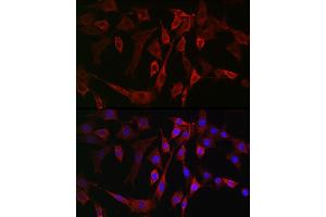 Immunofluorescence analysis of NIH/3T3 cells using B Rabbit pAb (ABIN6129899, ABIN6136816, ABIN6136817 and ABIN6222589) at dilution of 1:100 (40x lens). (ALOX15B 抗体  (AA 1-200))