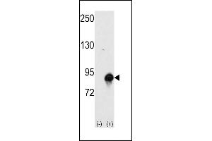 Western blot analysis of CUL4a (arrow) using rabbit polyclonal CUL4a Antibody (Human N-term) (ABIN391852 and ABIN2841686).