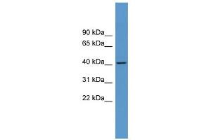 Western Blot showing ADORA1 antibody used at a concentration of 1-2 ug/ml to detect its target protein. (ADORA1 抗体  (C-Term))