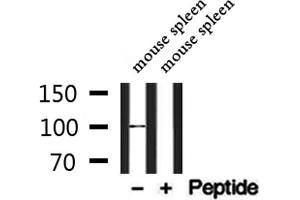 Western blot analysis of extracts from mouse spleen, using BCAM Antibody. (BCAM 抗体  (C-Term))