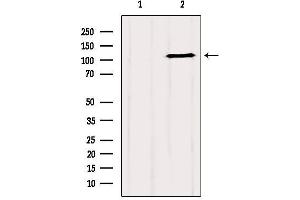 Western blot analysis of extracts from 293, using GRIP1 Antibody. (GRIP1 抗体  (Internal Region))