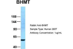 Host:  Rabbit  Target Name:  BHMT  Sample Type:  293T  Antibody Dilution:  1. (BHMT 抗体  (N-Term))