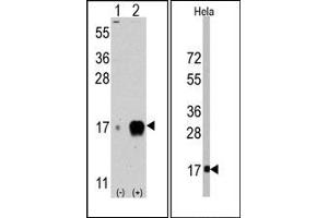 Image no. 1 for anti-Interferon-Induced Transmembrane Protein 3 (IFITM3) (AA 71-101) antibody (ABIN356685)