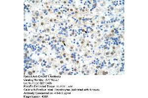 Rabbit Anti-DAZAP1 Antibody  Paraffin Embedded Tissue: Human Liver Cellular Data: Hepatocytes Antibody Concentration: 4. (DAZAP1 抗体  (C-Term))