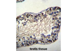 TSSK6 Antibody (N-term) immunohistochemistry analysis in formalin fixed and paraffin embedded human testis tissue followed by peroxidase conjugation of the secondary antibody and DAB staining.