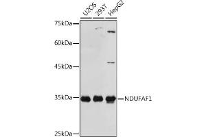 NDUFAF1 抗体