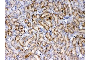 Immunohistochemistry (IHC) image for anti-Thrombopoietin (THPO) (AA 22-259) antibody (ABIN5518876)