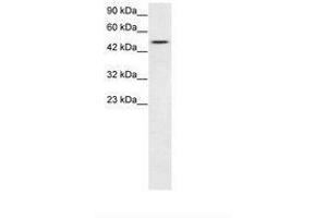 Image no. 1 for anti-T-Box 19 (TBX19) (N-Term) antibody (ABIN202548) (T-Box 19 抗体  (N-Term))
