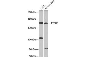 Western blot analysis of extracts of various cell lines, using PTCH1 antibody (ABIN1682368, ABIN1682367, ABIN3015342, ABIN3015343 and ABIN6213997) at 1:1000 dilution. (Patched 1 抗体  (AA 1214-1312))