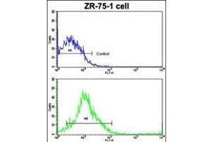 Flow cytometric analysis of ZR-75-1 cells using CTSK Antibody (Center )(bottom histogram) compared to a negative control cell (top histogram). (Cathepsin K 抗体  (AA 207-237))
