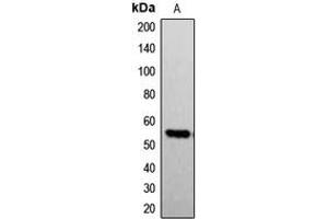 Western blot analysis of G3BP1 (pS232) expression in A549 (A) whole cell lysates.