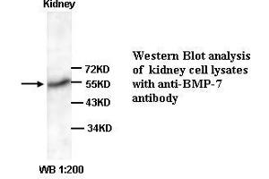 Image no. 1 for anti-Bone Morphogenetic Protein 7 (BMP7) (C-Term) antibody (ABIN791031) (BMP7 抗体  (C-Term))