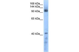 Western Blotting (WB) image for anti-RecQ Protein-Like 5 (RECQL5) antibody (ABIN2461337) (RECQL5 抗体)
