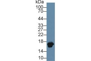 Western Blotting (WB) image for anti-Myoglobin (MB) (AA 1-154) antibody (ABIN7443728)