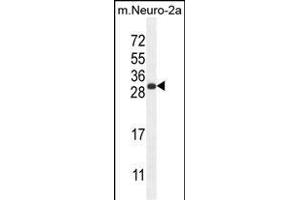 BHLHA15 Antibody (C-term) (ABIN654606 and ABIN2844305) western blot analysis in mouse Neuro-2a cell line lysates (35 μg/lane). (BHLHA15 抗体  (C-Term))