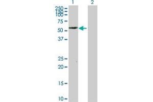Western Blot analysis of PTRF expression in transfected 293T cell line by PTRF MaxPab polyclonal antibody. (PTRF 抗体  (AA 1-390))