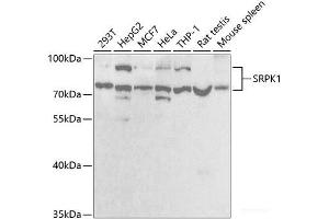 Western blot analysis of extracts of various cell lines using SRPK1 Polyclonal Antibody at dilution of 1:1000. (SRPK1 抗体)