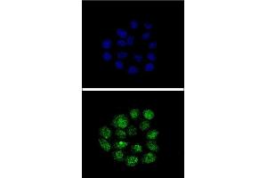 Confocal immunofluorescent analysis of TIEG2 Antibody (N-term) (ABIN390561 and ABIN2840892) with Hela cell followed by Alexa Fluor® 488-conjugated goat anti-rabbit lgG (green). (KLF11 抗体  (N-Term))