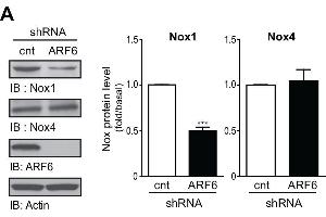 ARF6 regulates Nox1 expression. (NOX1 抗体  (AA 425-515))