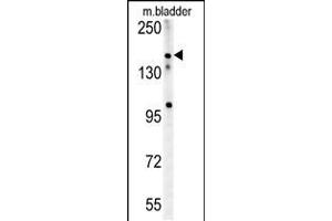 Western blot analysis in mouse bladder tissue lysates (15ug/lane). (CASZ1 抗体  (C-Term))