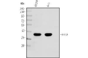 Western blot analysis of WNT7B using anti-WNT7B antibody (ABIN7600704).