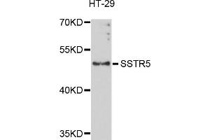 Western blot analysis of extracts of HT-29 cells, using SSTR5 antibody (ABIN5971607) at 1/1000 dilution. (SSTR5 抗体)