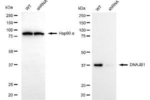 Western blotting analysis using DNAJB1 antibody (ABIN7798375). (DNAJB1 抗体)