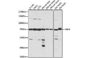 Western blot analysis of extracts of various cell lines, using TRIP4 antibody (ABIN6291665) at 1:1000 dilution. (TRIP4 抗体)