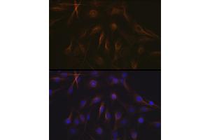 Immunofluorescence (IF) image for anti-Tubulin, beta 1 (TUBB1) antibody (ABIN7271045)