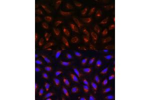 Immunofluorescence analysis of U-2 OS cells using MRPL43 antibody (ABIN7268573) at dilution of 1:100. (MRPL43 抗体  (AA 80-155))