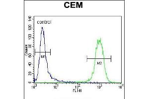 Flow cytometric analysis of CEM cells (right histogram) compared to a negative control cell (left histogram). (ATF3 抗体  (C-Term))