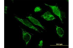 Immunofluorescence (IF) image for anti-Heat Shock 10kDa Protein 1 (Chaperonin 10) (HSPE1) (AA 1-102) antibody (ABIN561388)