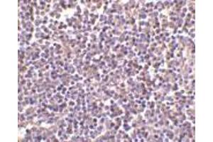 Immunohistochemistry of AIM in human lymph node tissue with AIM antibody at 2 μg/ml. (CD5L 抗体  (N-Term))
