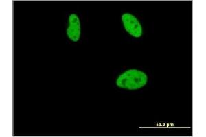 Immunofluorescence (IF) image for anti-Runt-Related Transcription Factor 2 (RUNX2) (AA 251-351) antibody (ABIN614560) (RUNX2 抗体  (AA 251-351))