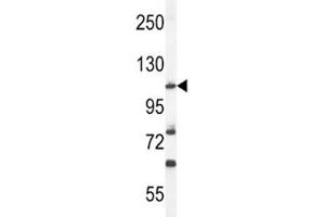 Western blot analysis of HIF1A antibody and mouse NIH3T3 lysate