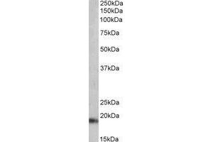 Western Blotting (WB) image for anti-Natriuretic Peptide A (NPPA) (C-Term) antibody (ABIN2464969) (NPPA 抗体  (C-Term))