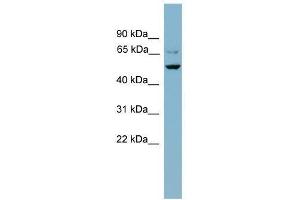 Western Blot showing ANGPTL3 antibody used at a concentration of 1-2 ug/ml to detect its target protein. (ANGPTL3 抗体  (N-Term))