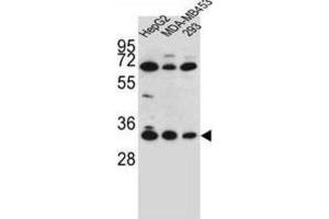 Western Blotting (WB) image for anti-Olfactory Receptor, Family 2, Subfamily T, Member 3 (OR2T3) antibody (ABIN2996437) (OR2T3 抗体)