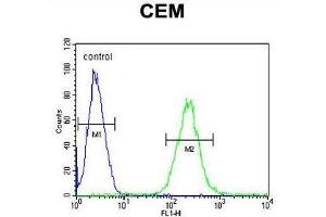 ZNF667 Antibody (Center) flow cytometric analysis of CEM cells (right histogram) compared to a negative control cell (left histogram). (ZNF667 抗体  (Middle Region))