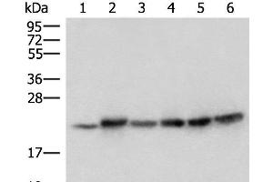 Western blot analysis of Mouse skeletal muscle tissue Mouse kidney tissue PC-3 Jurkat HepG2 and Hela cell lysates using ATP5PD Polyclonal Antibody at dilution of 1:300 (ATP5H 抗体)
