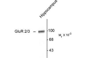 Image no. 1 for anti-Glutamate Receptor, Ionotropic, AMPA 2 (GRIA2) (C-Term) antibody (ABIN372655) (GRIA2 抗体  (C-Term))