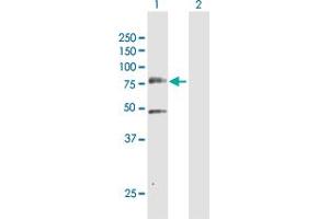 Western Blot analysis of PLK3 expression in transfected 293T cell line by PLK3 MaxPab polyclonal antibody.
