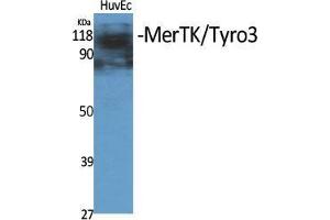 Western Blot (WB) analysis of specific cells using MerTK/Tyro3 Polyclonal Antibody. (MerTK/Tyro3 抗体  (Ser1181))