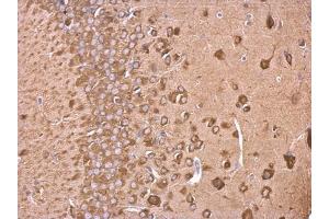 IHC-P Image EEF1A2 antibody detects EEF1A2 protein at cytosol on mouse fore brain by immunohistochemical analysis. (EEF1A2 抗体)