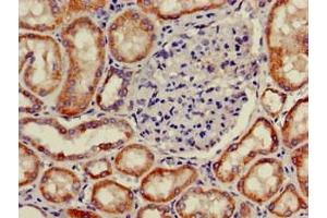Immunohistochemistry of paraffin-embedded human kidney tissue using ABIN7162567 at dilution of 1:100 (PNLIPRP2 抗体  (AA 305-460))