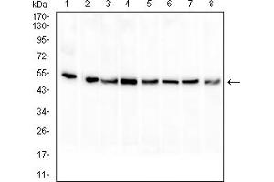 Western Blotting (WB) image for anti-Paired Box 8 (PAX8) (AA 60-261) antibody (ABIN7193697)