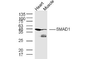 Line 1, mouse heart lysates；line 2, mouse muscle lysates, probed with SMAD1 Polyclonal Antibody, Unconjugated  at 1:300 in 4˚C overnight. (SMAD1 抗体  (AA 151-250))
