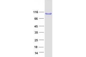 Western Blotting (WB) image for ArfGAP with SH3 Domain, Ankyrin Repeat and PH Domain 3 (ASAP3) (Transcript Variant 1) protein (Myc-DYKDDDDK Tag) (ABIN2719260)